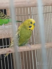 cocoriti maschi 
