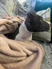 Cucciola di amstaff blu