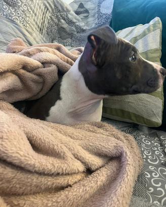 Cucciola di amstaff blu