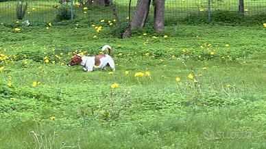 Jack Rassell cuccioli