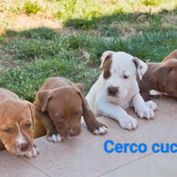 Pitbull con pedigree cer.c