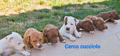 Pitbull con pedigree cer.c