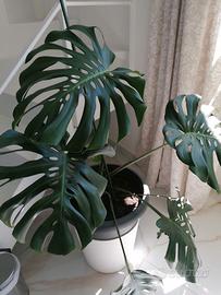 Piante