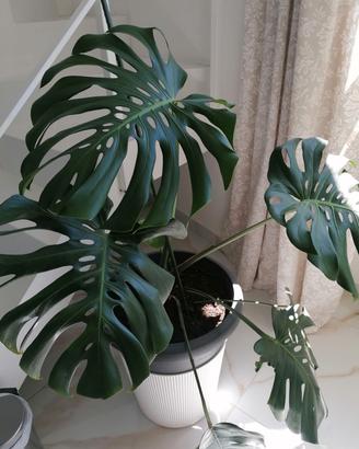 Piante
