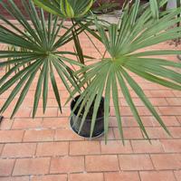Palme trachicarpus fortunei