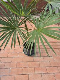 Palme trachicarpus fortunei