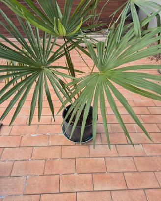 Palme trachicarpus fortunei