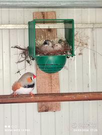 Esotici e diamanti mandarino