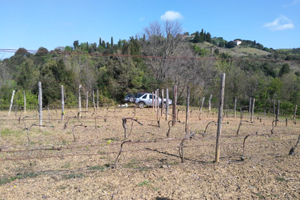 Terreno uso vigna orto