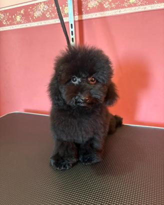 Barboncino toy nero con pedigree enci