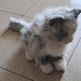 peluche gatto interattivo 