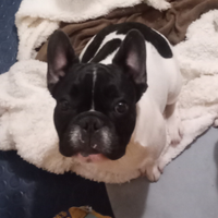 Bulldog francese