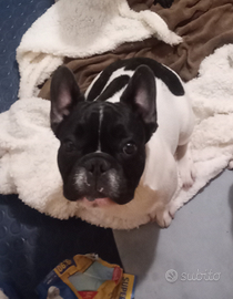 Bulldog francese