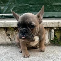 Bulldog francese
