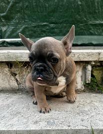 Bulldog francese