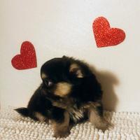 Chihuahua Dolcetto cucciolo maschietto