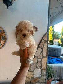Maltipoo mini toy