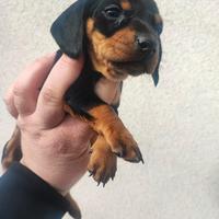 Bassotto Tedesco Cuccioli