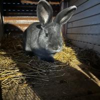 Conigli blu di Vienna