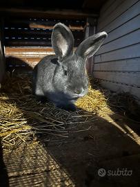 Conigli blu di Vienna