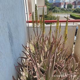  due enormi piante originali di aloe vera fem