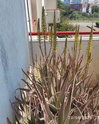  due enormi piante originali di aloe vera fem