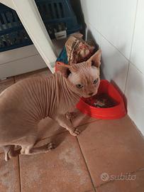 Sphynx 4 anni,intero, no pedigree