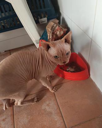 Sphynx 4 anni,intero, no pedigree