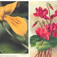 LOTTO N. 18 CARTOLINE A COLORI CON FIORI –V INTAGE