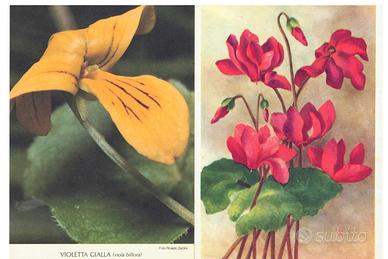LOTTO N. 18 CARTOLINE A COLORI CON FIORI –V INTAGE