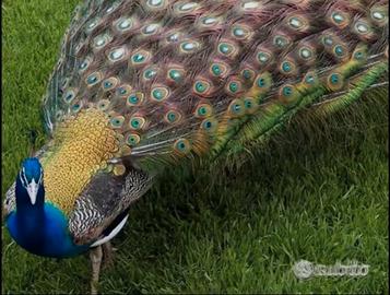 Pavone blu "occhi bianchi"