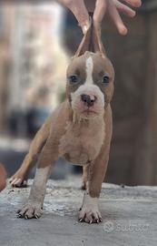 Amstaff 