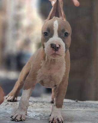 Amstaff 