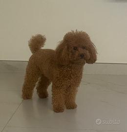 Barboncino mini toy femmina