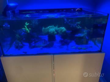 ACQUARIO MARINO