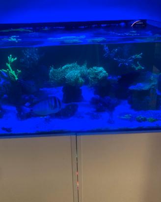 ACQUARIO MARINO