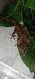 Geco auriculatus
