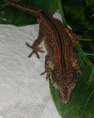 Geco auriculatus