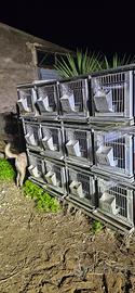 gabbia per conigli e piccoli animali 