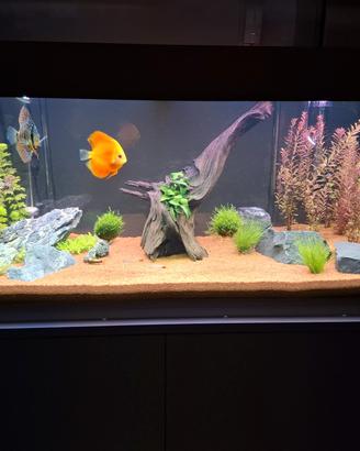 Acquario Ferplast 190L