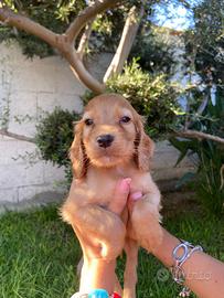 Cuccioli di cocker spaniel con Pedigree Enci