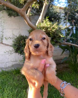 Cuccioli di cocker spaniel con Pedigree Enci