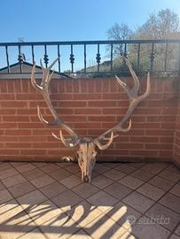 Trofeo di cervo