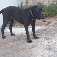 Cane corso