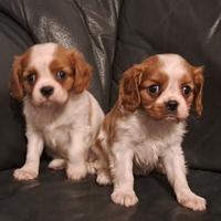 Cuccioli di cavalier King