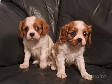 Cuccioli di cavalier King
