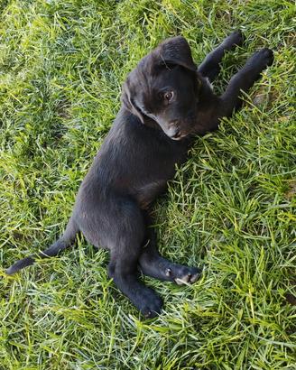 Cane Mezzocorso cane