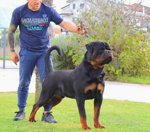Rottweiler alta genealogia
