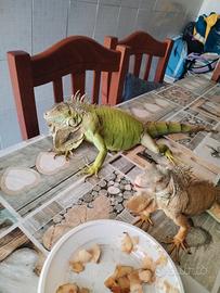 Iguana