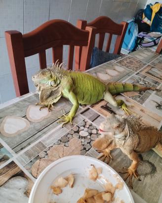 Iguana